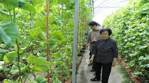 娱乐圈吃瓜代号蜜蜂是谁